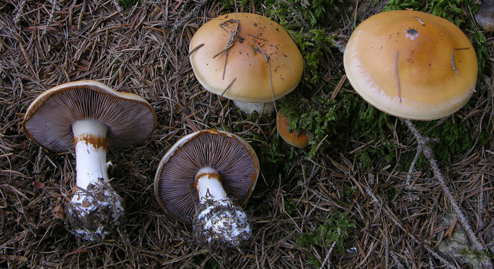 Cortinarius varius (Schaeff.) Fr.